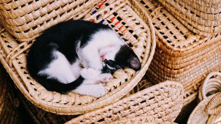 Кошка спит в корзине